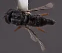 Pherocera flavipes - photo 5