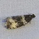 Phiaris glaciana - Hodges#2847