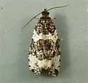 Phiaris glaciana - Hodges#2847 - photo 2