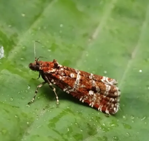 Phiaris schulziana - Phiaris schulziana