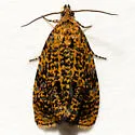Phiaris siderana - Hodges#2833