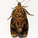 Phiaris siderana - Hodges#2833 - photo 3