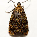 Phiaris siderana - Hodges#2833 - photo 5