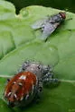Phidippus adumbratus