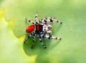 Phidippus adumbratus - photo 2