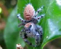 Phidippus adumbratus - photo 4
