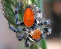 Phidippus adumbratus - photo 5