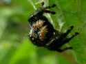 Phidippus apacheanus