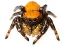 Phidippus apacheanus - photo 2