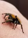 Phidippus apacheanus - photo 3
