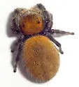 Phidippus apacheanus - photo 4