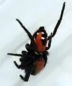 Phidippus apacheanus - photo 5