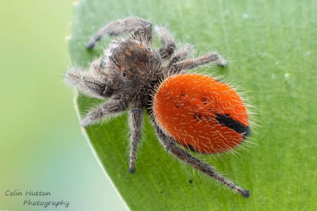 Desert Red Jumping Spider - photo 2