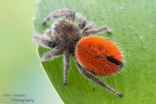 Desert Red Jumping Spider - photo 3