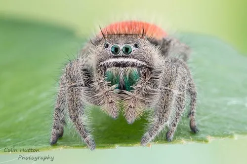 Desert Red Jumping Spider - photo 4