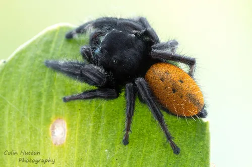 Desert Red Jumping Spider - photo 5