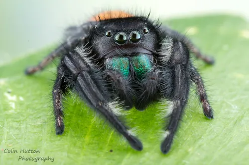 Desert Red Jumping Spider - photo 6