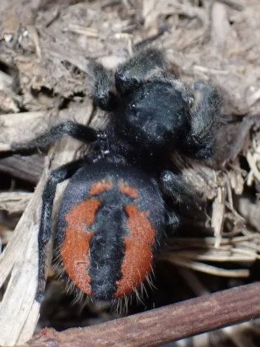 Desert Red Jumping Spider - photo 7