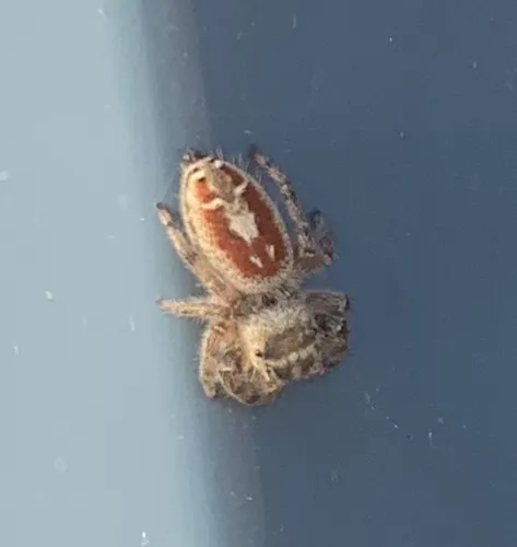 Desert Red Jumping Spider - photo 8
