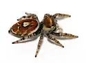 Phidippus arizonensis