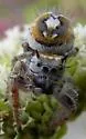 Phidippus arizonensis - photo 2