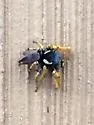 Phidippus arizonensis - photo 3