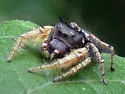 Phidippus arizonensis - photo 4