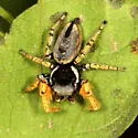 Phidippus arizonensis - photo 5