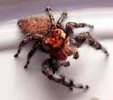 Phidippus asotus