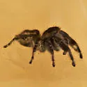 Phidippus asotus - photo 2