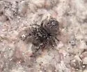 Phidippus asotus - photo 3