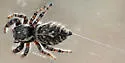 Phidippus asotus - photo 4