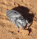 Phidippus asotus - photo 5