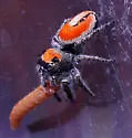 Phidippus aureus
