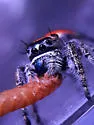Phidippus aureus - photo 2