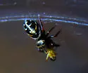 Phidippus aureus - photo 3