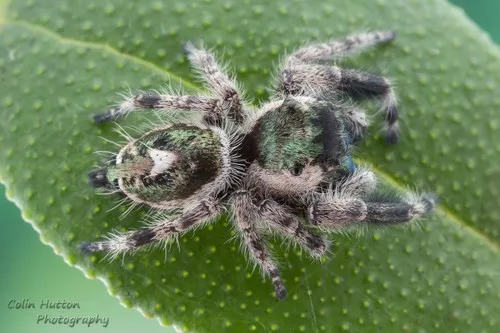 Phidippus bidentatus