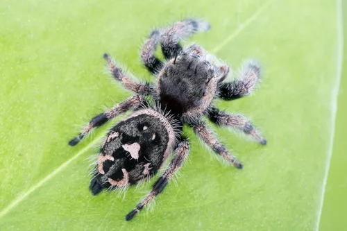 Phidippus bidentatus - photo 2