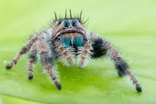 Phidippus bidentatus - photo 3