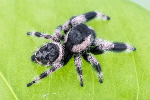 Phidippus bidentatus - photo 4