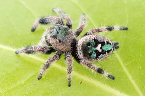 Phidippus bidentatus - photo 5