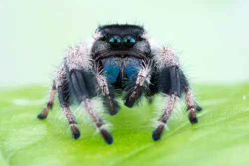 Phidippus bidentatus - photo 6
