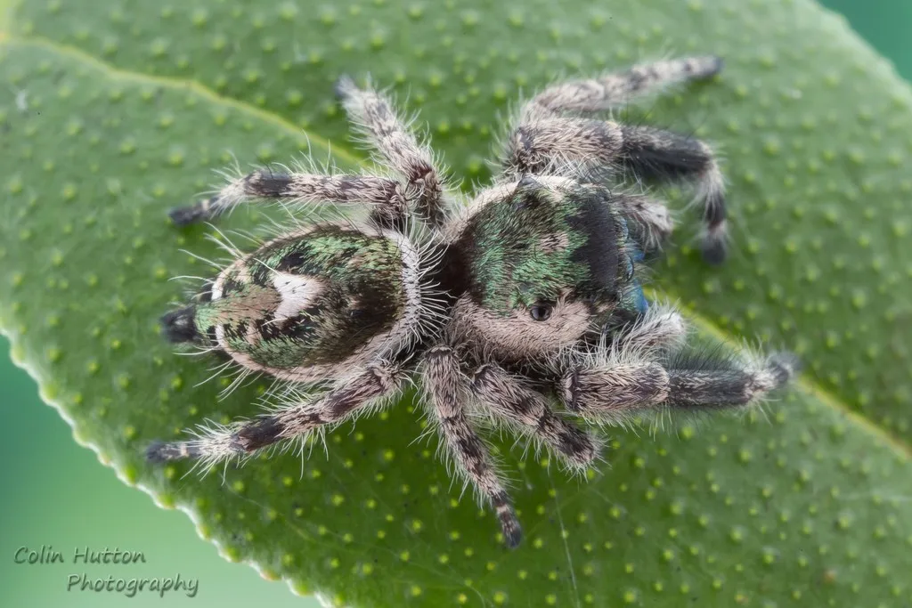 Phidippus bidentatus - photo 7