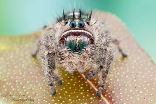 Phidippus bidentatus - photo 8