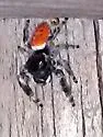 Phidippus boei - Phidippus boei