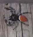Phidippus boei - photo 2