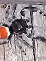 Phidippus boei - photo 3