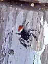 Phidippus boei - photo 4