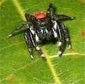 Phidippus boei - photo 5