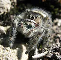 Phidippus borealis - Phidippus borealis
